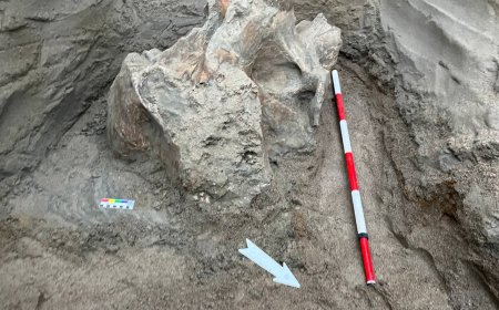 Находка костей мамонта в карьере Жыргалан